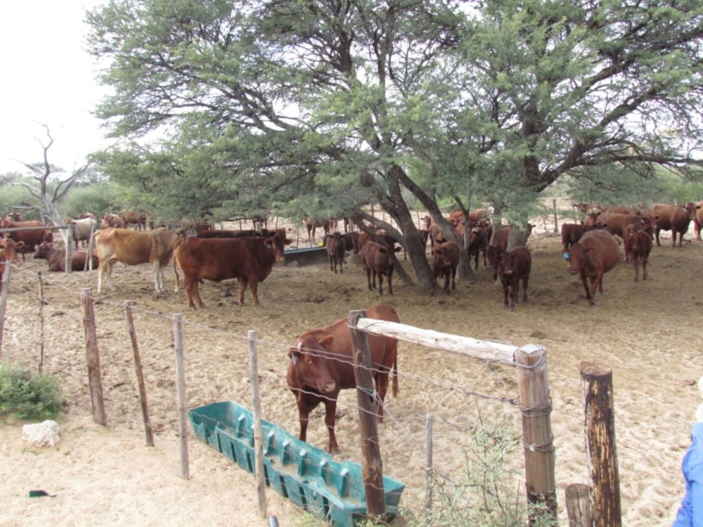 Livestock farm for sale in Kuruman Farms - 1RN1704736 Livestock farm for sale in Kuruman Farms - 1RN1704736