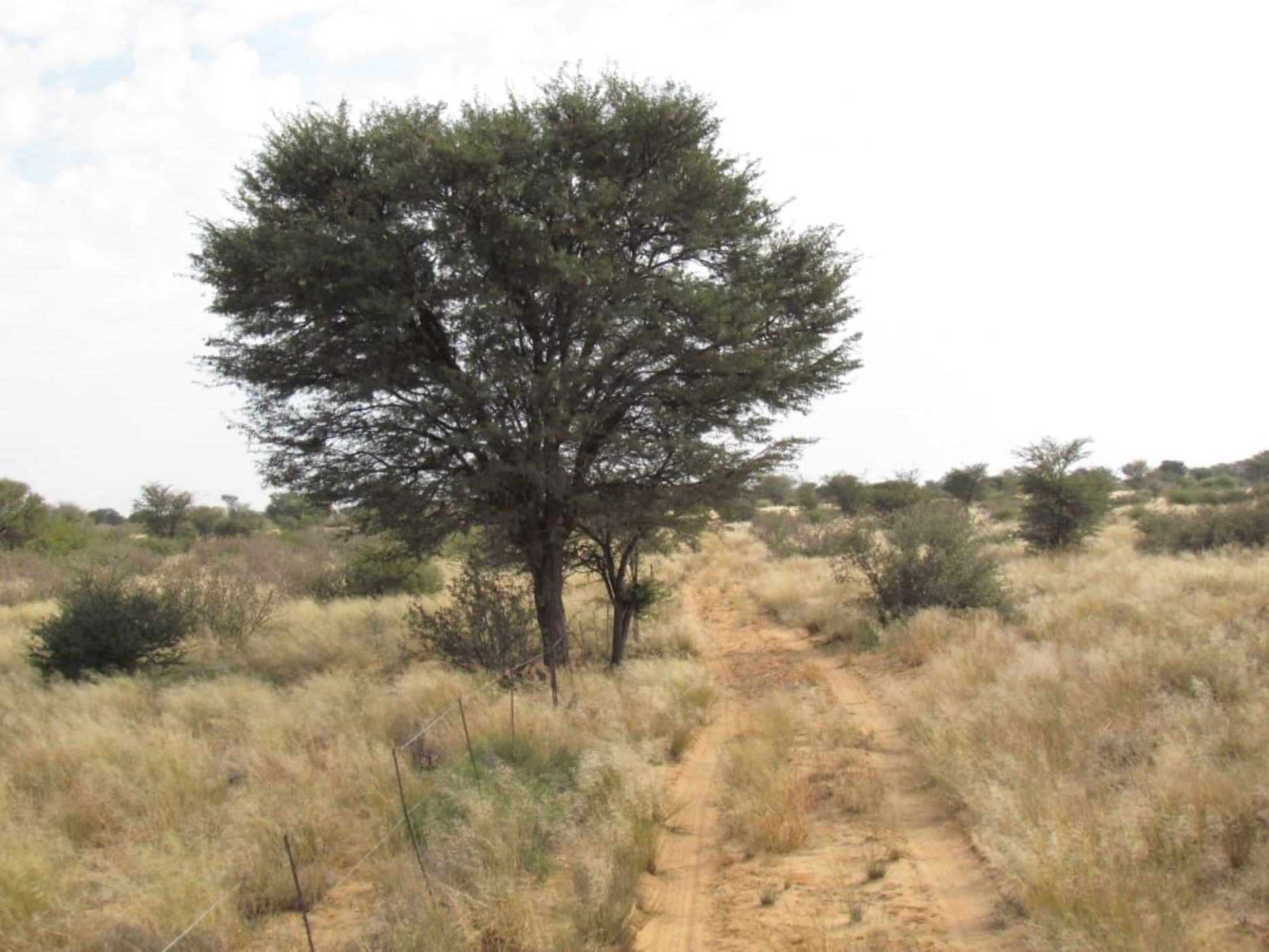 Livestock farm for sale in Kuruman Farms - 1RN1704736
