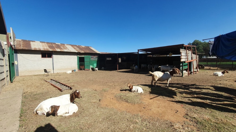 Smallholding for sale in Buyscelia - 1VT1705556 Smallholding for sale in Buyscelia - 1VT1705556