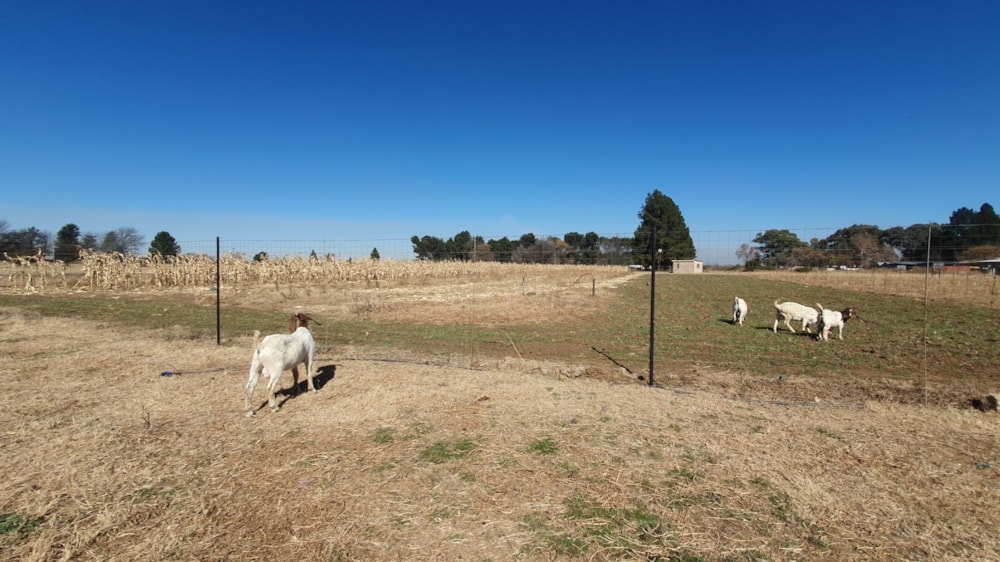 Smallholding for sale in Buyscelia - 1VT1705556 Smallholding for sale in Buyscelia - 1VT1705556