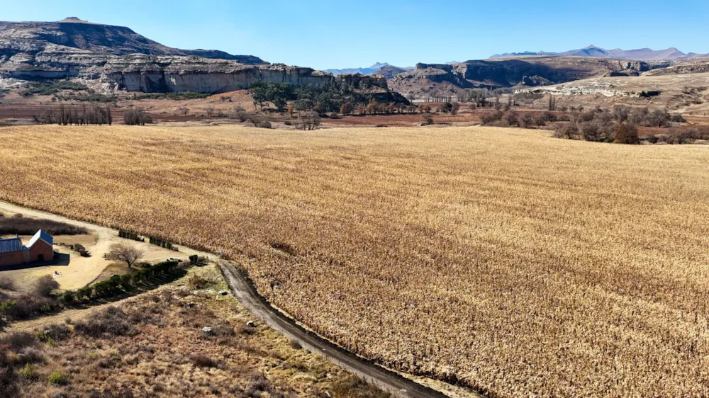 Livestock farm sold in Clarens - 1CS1705709 Livestock farm sold in Clarens - 1CS1705709