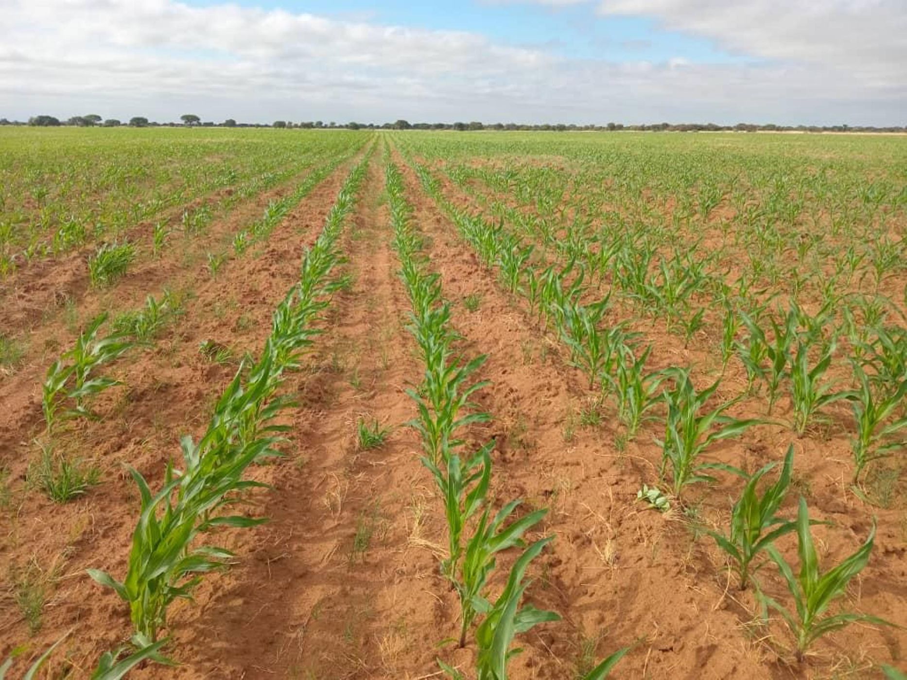 Aquaculture farm for sale in Central District, Botswana - 3BO1705879