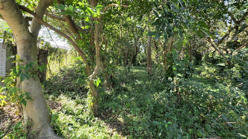 Vacant land for sale in Hibberdene - 1PSH1704923