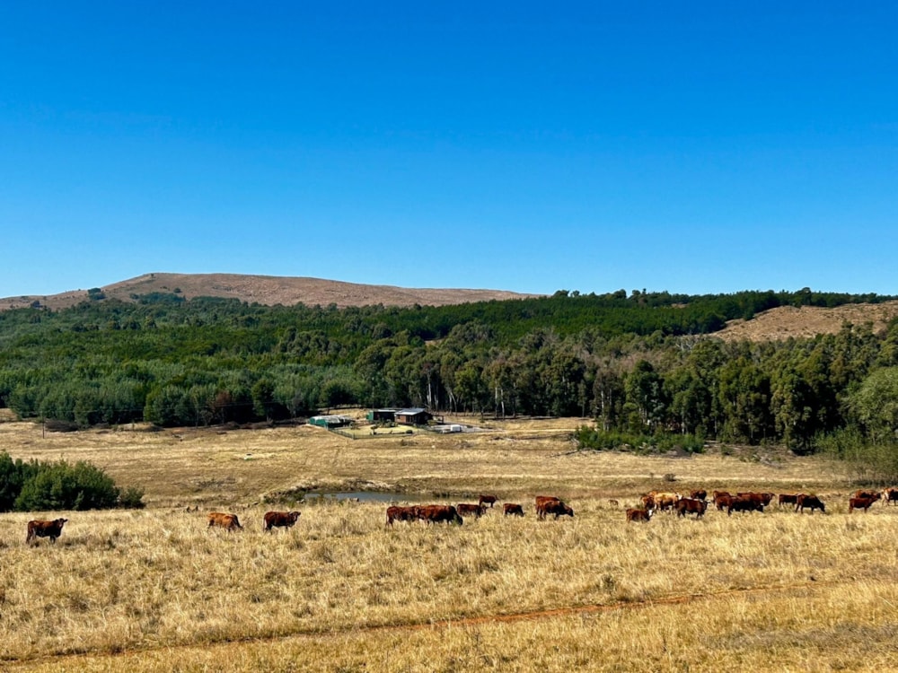 Mixed use farm sold in Dullstroom - 1DS1703416 Mixed use farm sold in Dullstroom - 1DS1703416