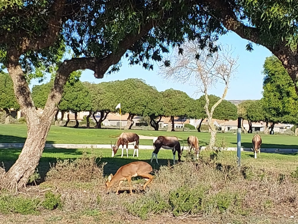 Single-storey house let in Langebaan Country Estate - LBL1703495 Single-storey house let in Langebaan Country Estate - LBL1703495