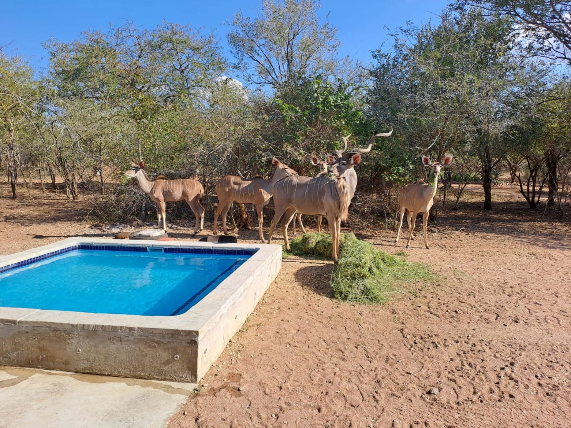 House to rent in Marloth Park - 1NK1706177