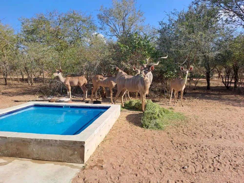 House to rent in Marloth Park - 1NK1706177 House to rent in Marloth Park - 1NK1706177