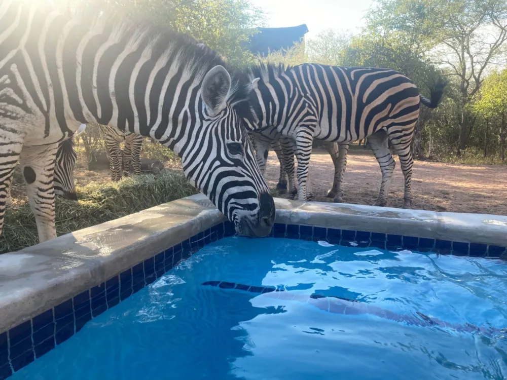 House to rent in Marloth Park - 1NK1706177 House to rent in Marloth Park - 1NK1706177