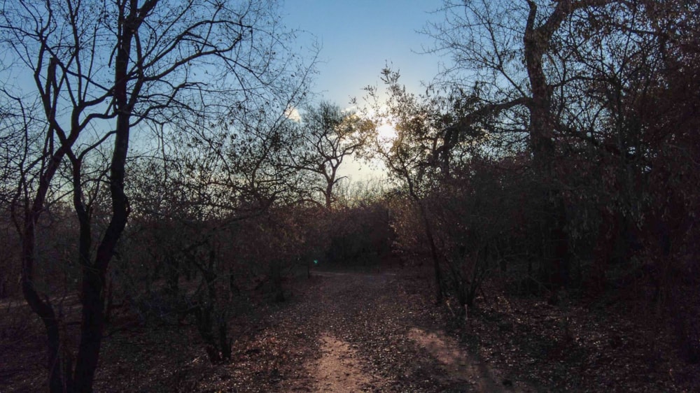 Vacant land for sale in Marloth Park - 1NK1706797