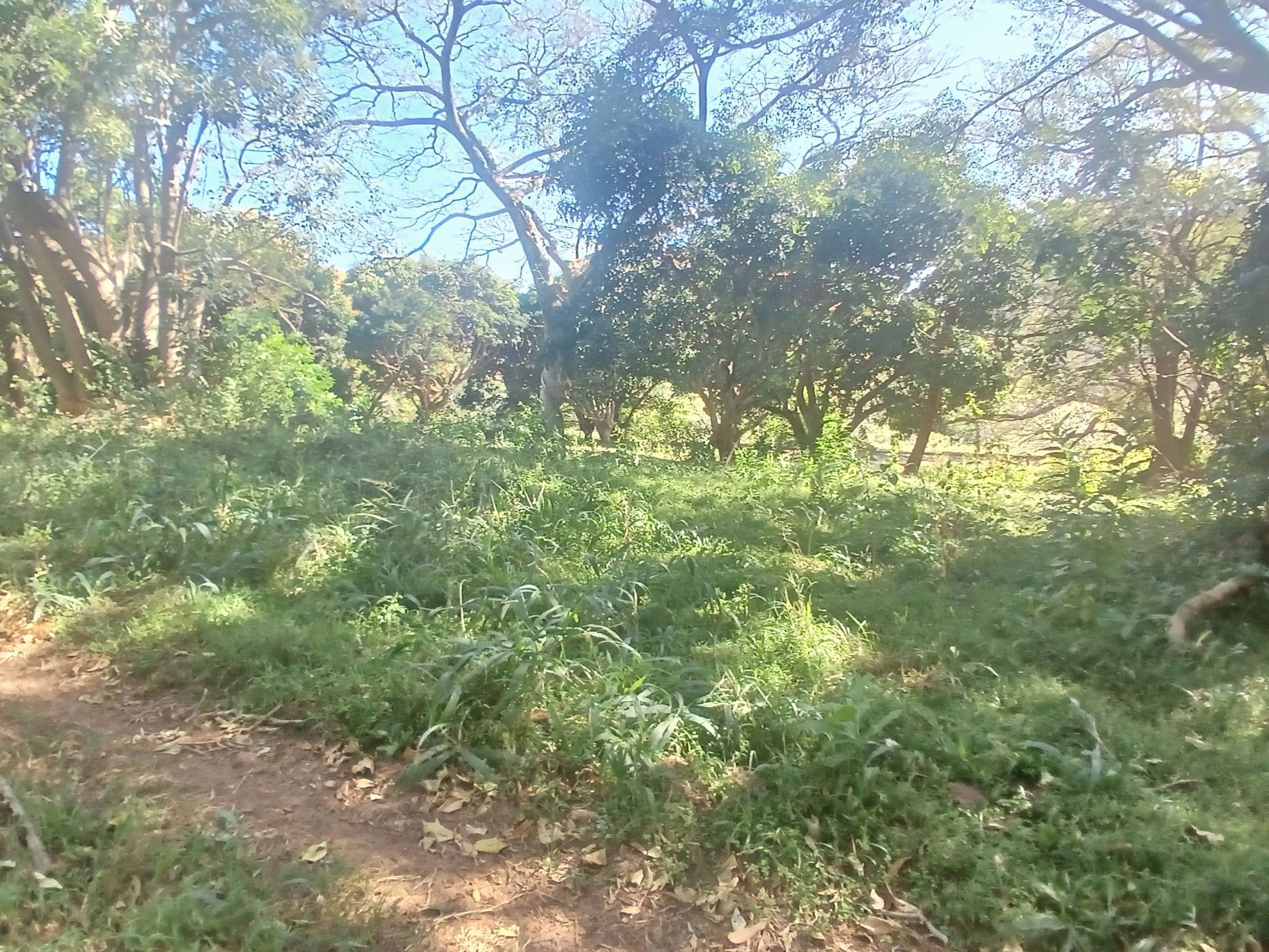 Vacant land for sale in Shelly Beach - 1PSH1694874