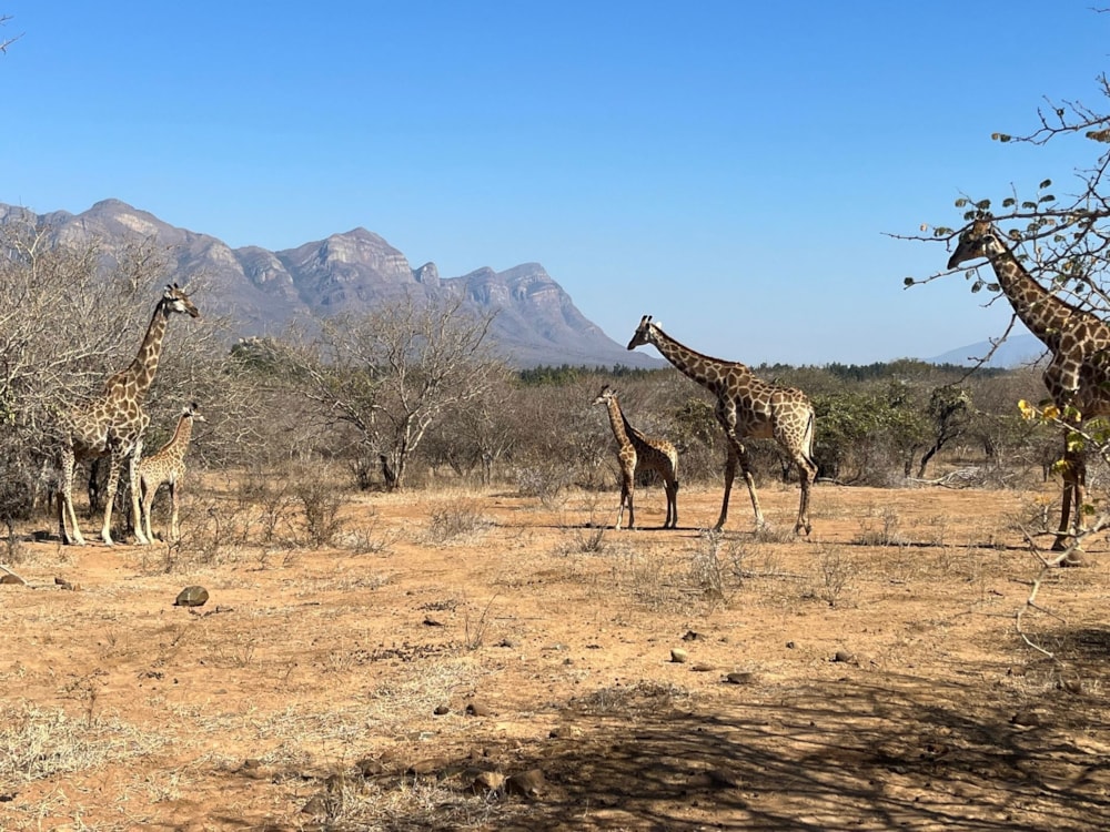 Vacant land for sale in Blyde Wildlife Estate - 1HS1709515 Vacant land for sale in Blyde Wildlife Estate - 1HS1709515