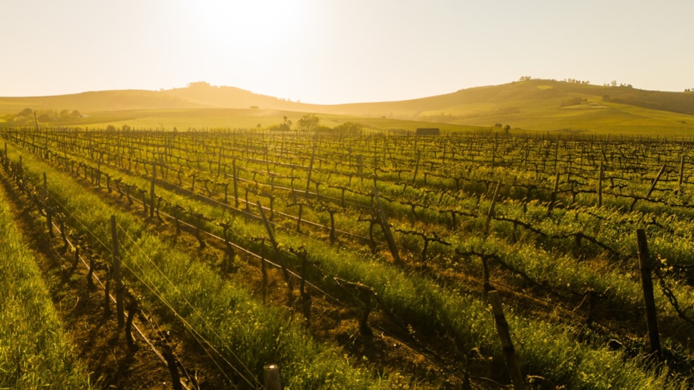 Farm vacant land for sale in Stellenbosch Farms - ST1709360