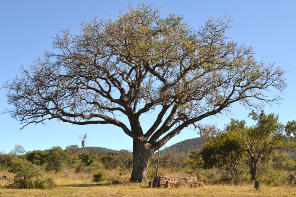 Game lodge for sale in Mookgopong Rural - 1MDM1706602