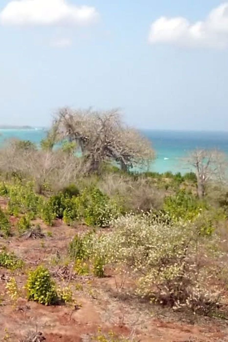 Farm vacant land for investment in Zambézia, Zambézia, Mozambique - 3MQ1706608 Farm vacant land for investment in Zambézia, Zambézia, Mozambique - 3MQ1706608