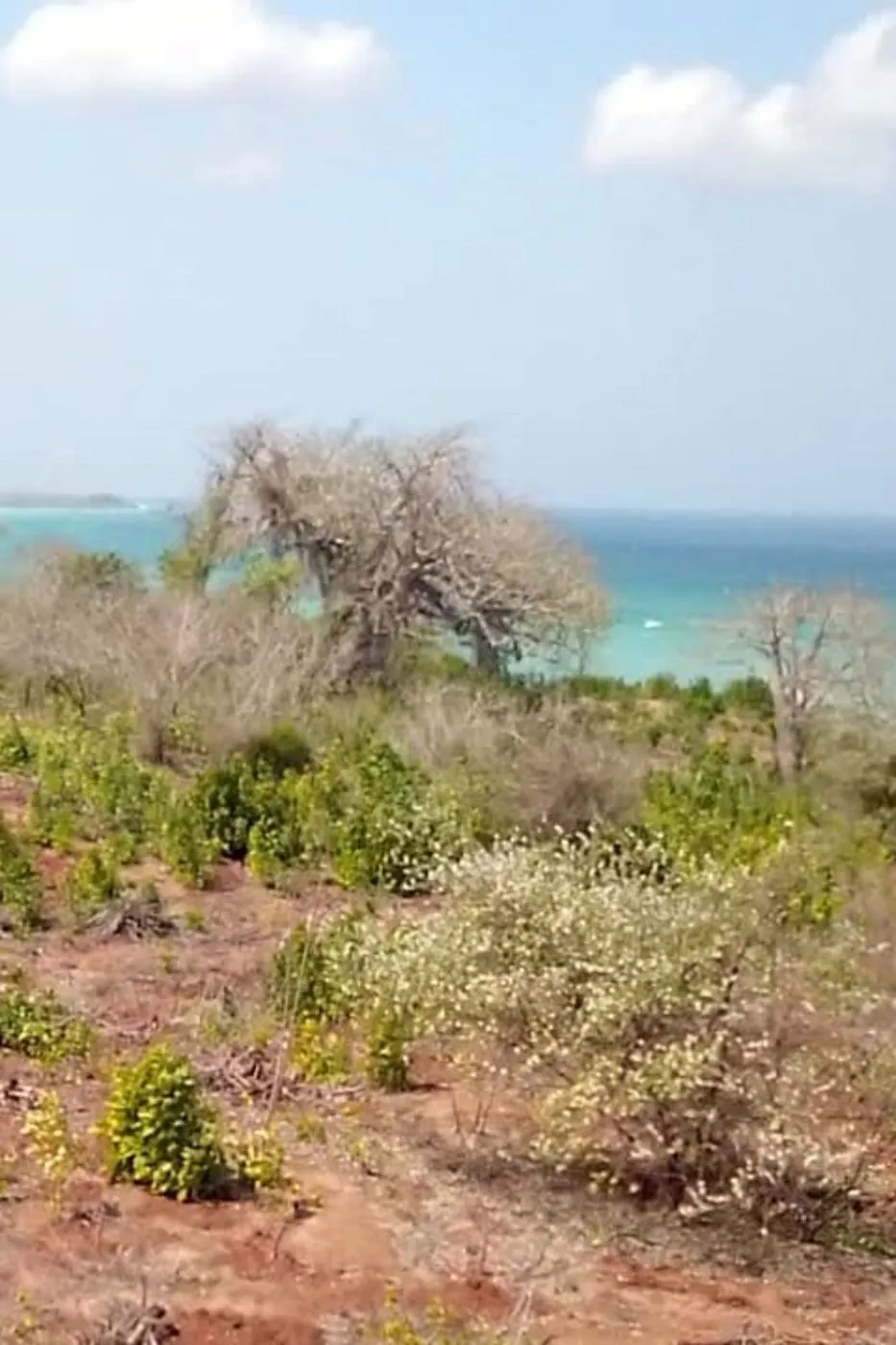 Farm vacant land for investment in Zambézia, Zambézia, Mozambique - 3MQ1706608 Farm vacant land for investment in Zambézia, Zambézia, Mozambique - 3MQ1706608