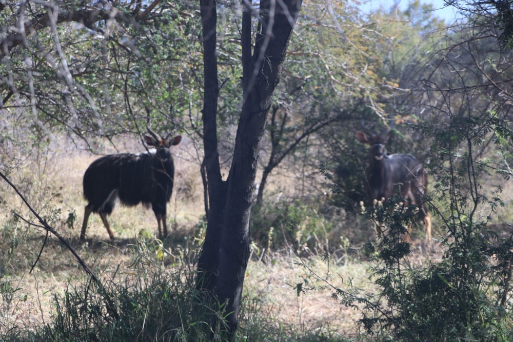 Game farm for sale in Thabazimbi - 1ER1706688 Game farm for sale in Thabazimbi - 1ER1706688