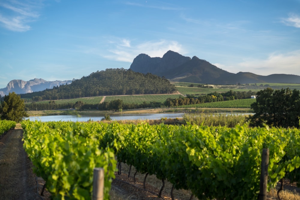 Residential vacant land for sale in Vini Fera at Anura - ST1707755 Residential vacant land for sale in Vini Fera at Anura - ST1707755