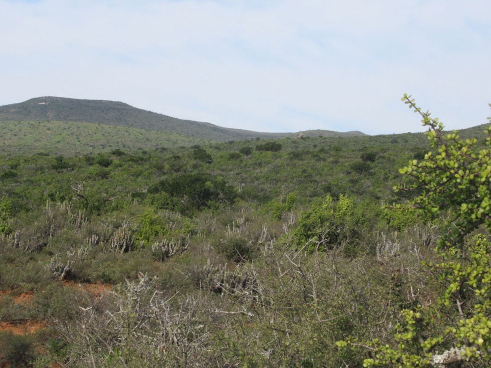 Game farm for sale in Grahamstown (Makhanda) - 1GC1707973