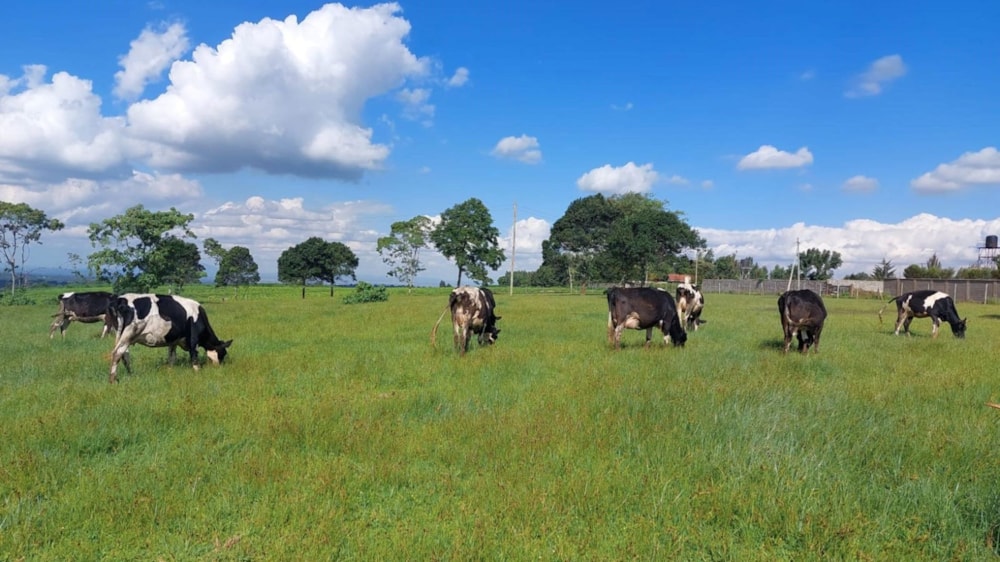 Vacant land for sale in Tigoni, Kenya - 3KE1707910