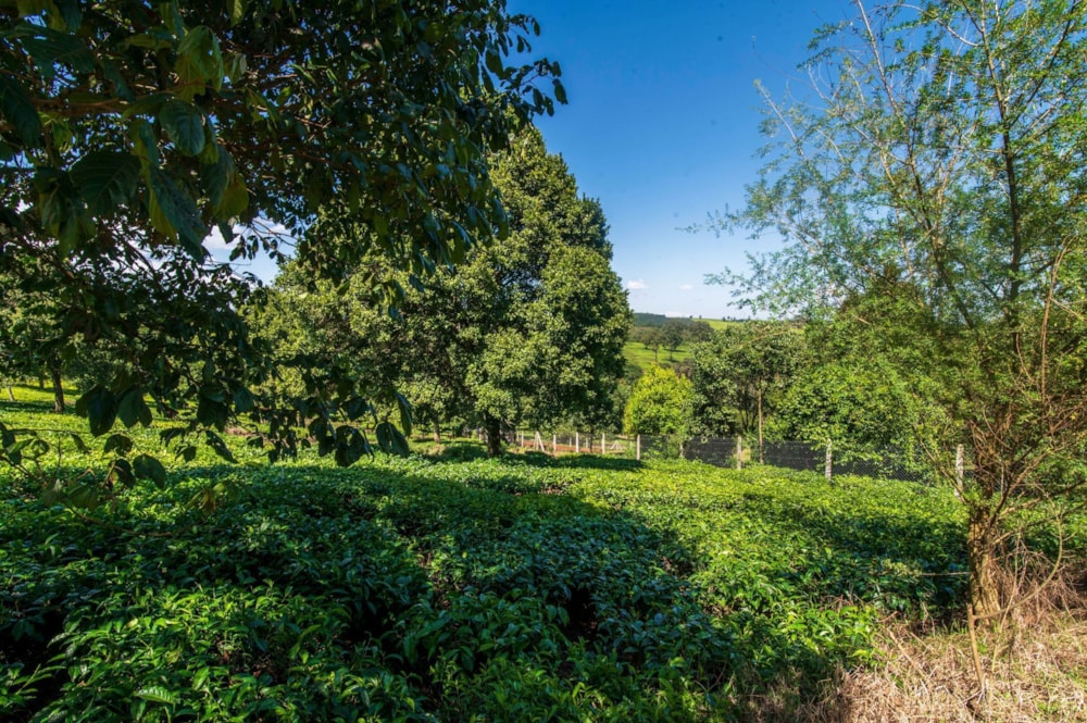 Vacant land for sale in Tigoni, Kenya - 3KE1707935