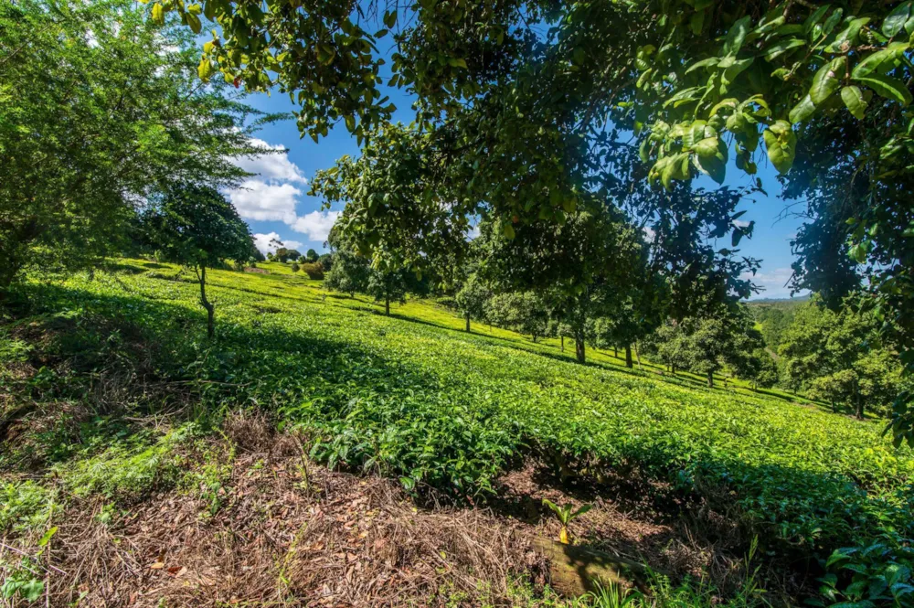 Vacant land sold in Tigoni, Kenya - 3KE1707935 Vacant land sold in Tigoni, Kenya - 3KE1707935