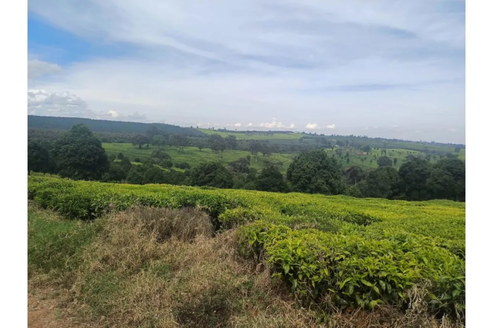 Vacant land sold in Tigoni, Kenya - 3KE1707939 Vacant land sold in Tigoni, Kenya - 3KE1707939