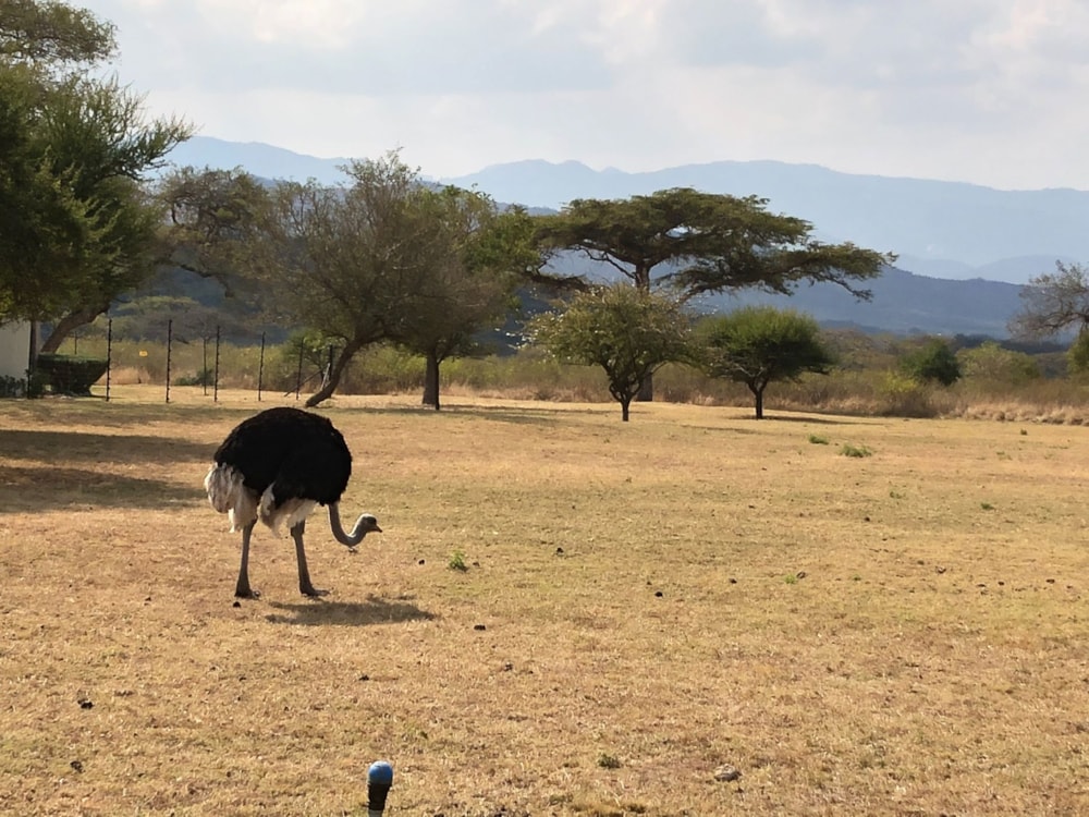 Residential vacant land for sale in Mbombela Rural (Nelspruit Rural) - 1NS1708386