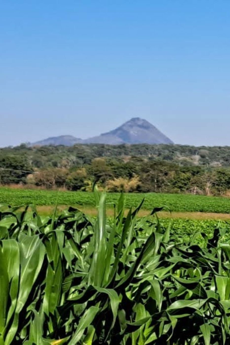 Crop farm for sale in Manica, Mozambique - 3MQ1708407 Crop farm for sale in Manica, Mozambique - 3MQ1708407