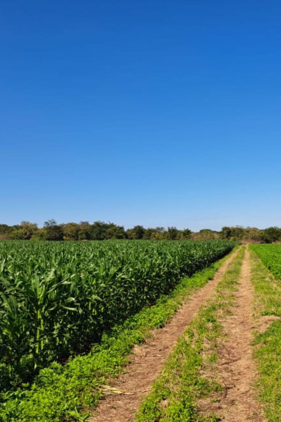 Crop farm for sale in Manica, Mozambique - 3MQ1708407 Crop farm for sale in Manica, Mozambique - 3MQ1708407