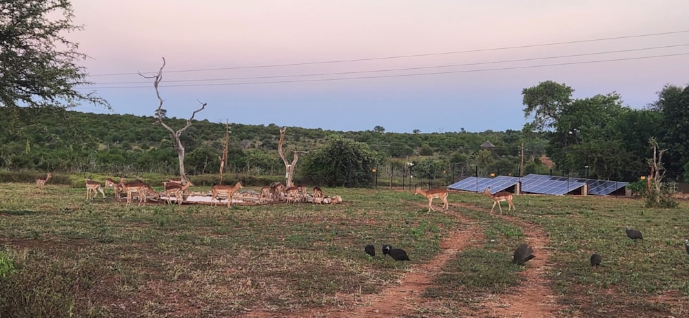 House for sale in Grietjie - 1HS1708827 House for sale in Grietjie - 1HS1708827