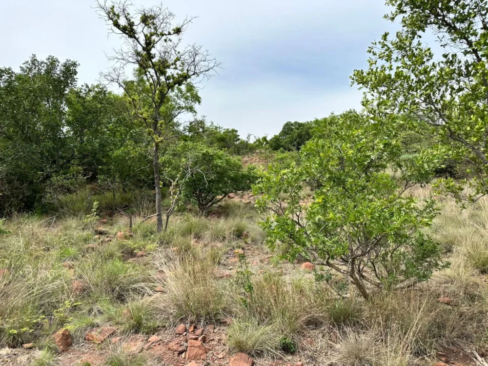 Vacant land for sale in Bela Bela Rural - 1MDM1709272