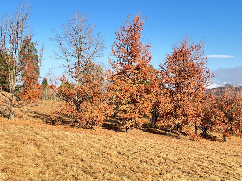 Vacant land for sale in Underberg - 1UB1708480 Vacant land for sale in Underberg - 1UB1708480