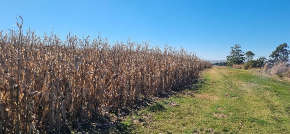 Farm vacant land for sale in Cathkin Park - 1PM1710705