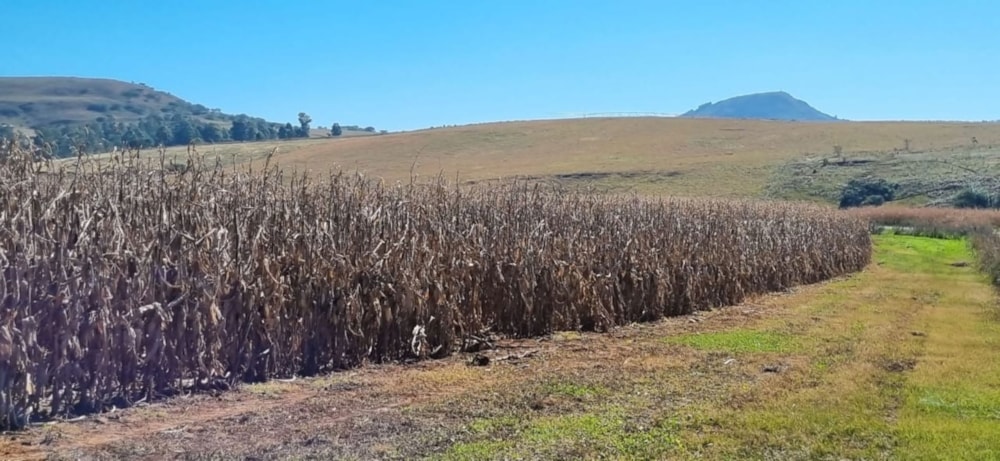 Farm vacant land for sale in Cathkin Park - 1PM1710705