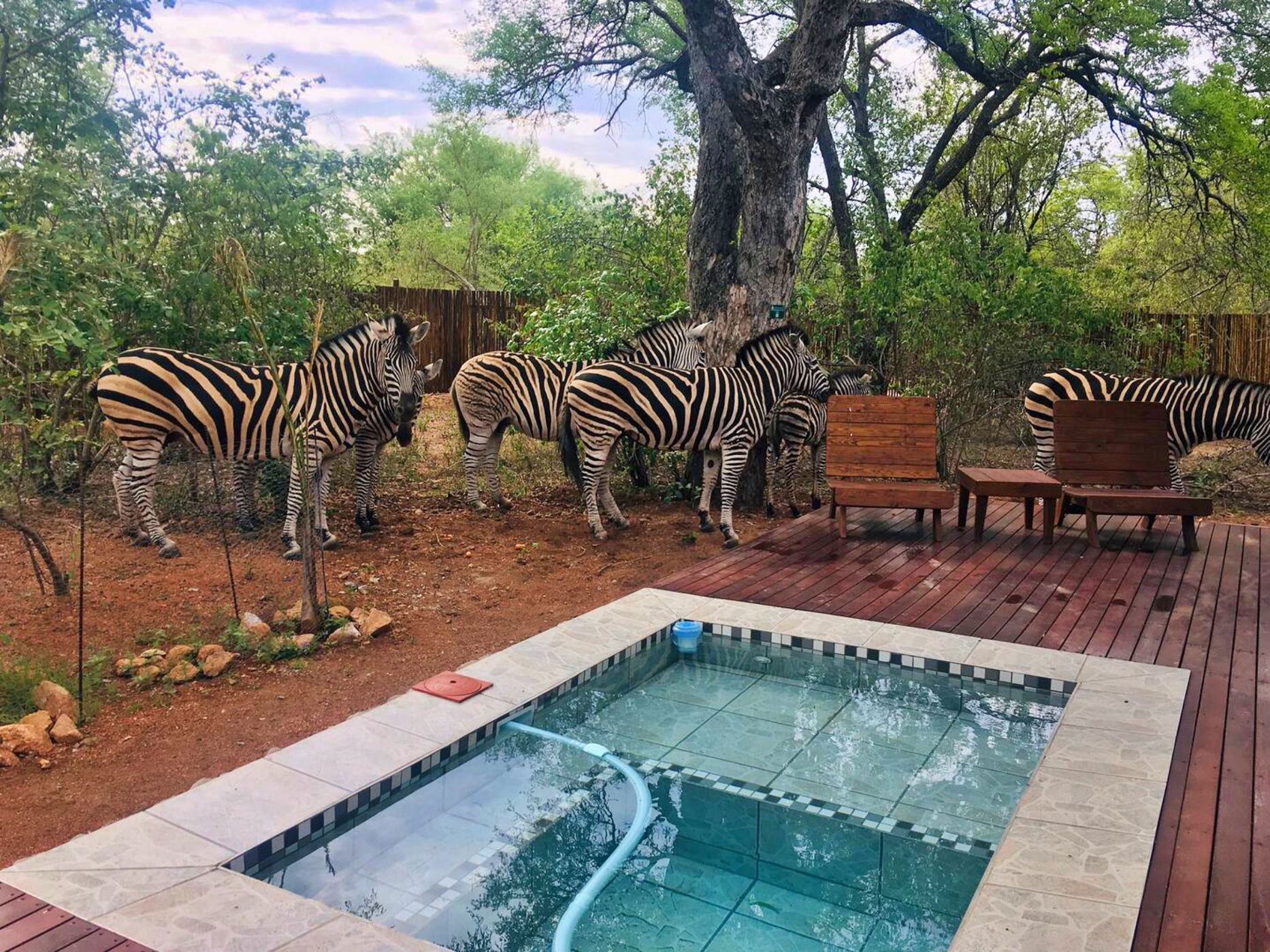 House to rent in Marloth Park - 1NK1712744