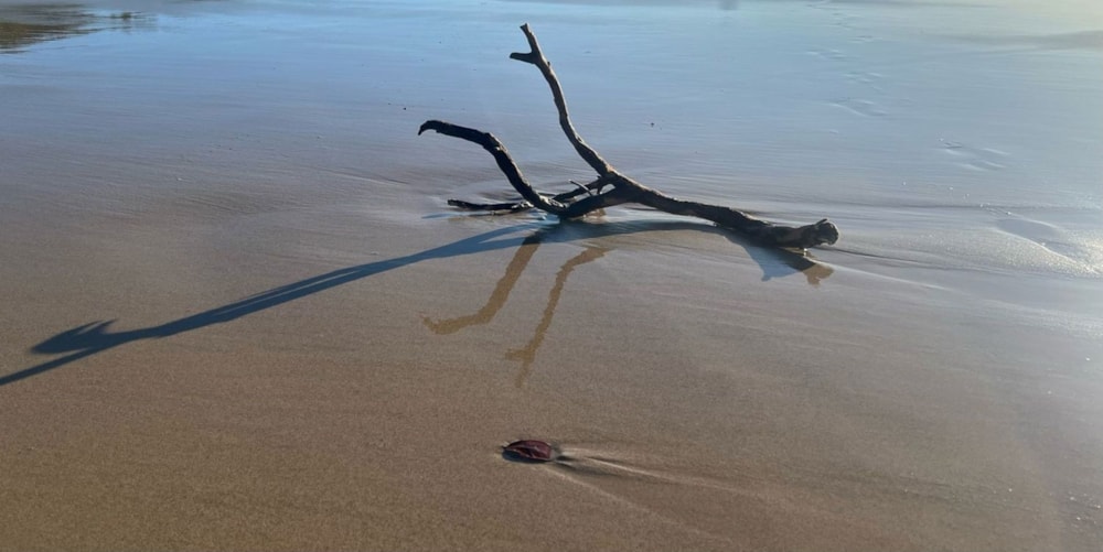 Residential vacant land for sale in Palm Beach - 1PD1711565 Residential vacant land for sale in Palm Beach - 1PD1711565