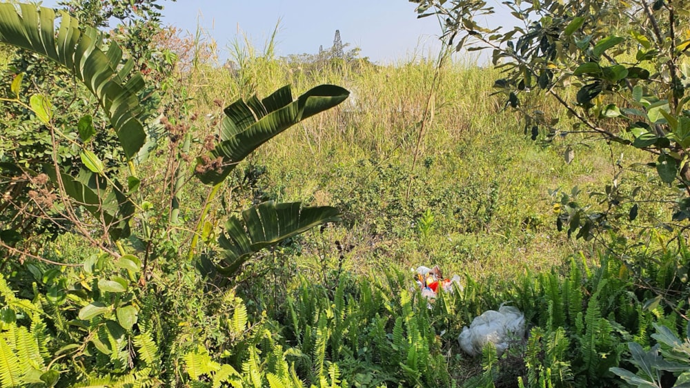 Residential vacant land for sale in Port Edward - 1PD1711289 Residential vacant land for sale in Port Edward - 1PD1711289