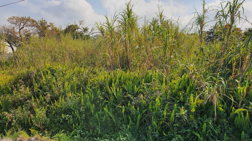 Residential vacant land for sale in Port Edward - 1PD1711289 Residential vacant land for sale in Port Edward - 1PD1711289