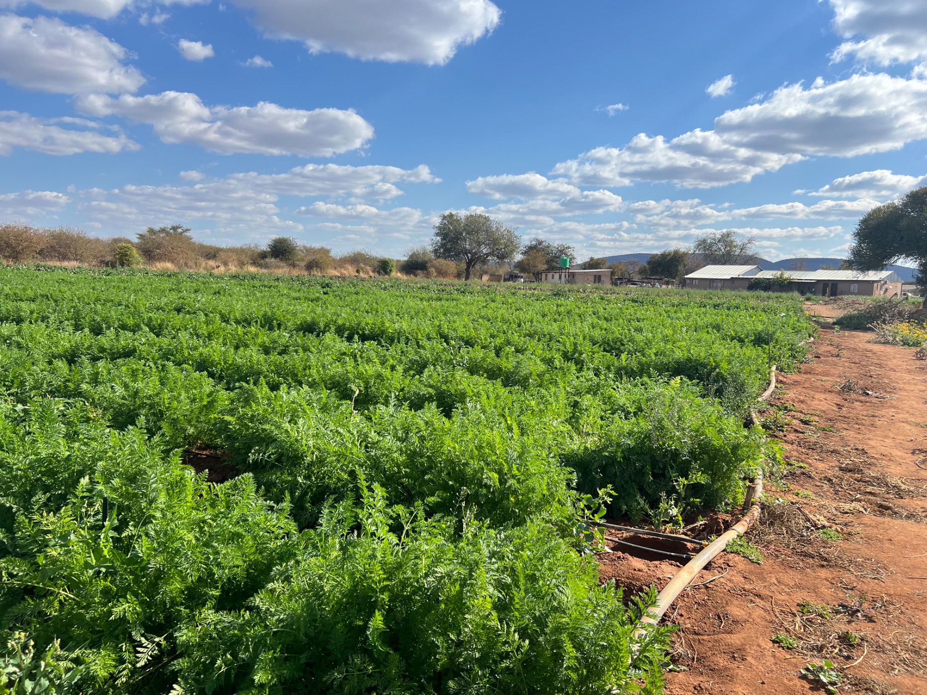 Mixed use farm for sale in Rasesa , Botswana - 3BO1573698