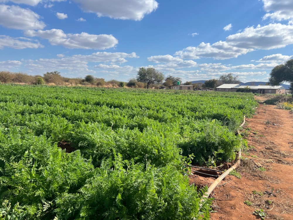Mixed use farm for sale in Rasesa , Botswana - 3BO1573698 Mixed use farm for sale in Rasesa , Botswana - 3BO1573698