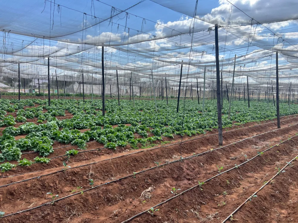 Mixed use farm for sale in Rasesa , Botswana - 3BO1573698 Mixed use farm for sale in Rasesa , Botswana - 3BO1573698