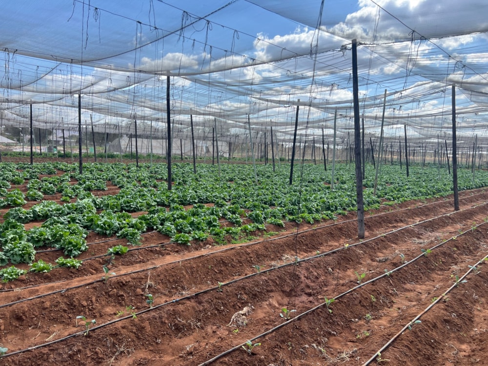 Mixed use farm for sale in Rasesa , Botswana - 3BO1573698 Mixed use farm for sale in Rasesa , Botswana - 3BO1573698