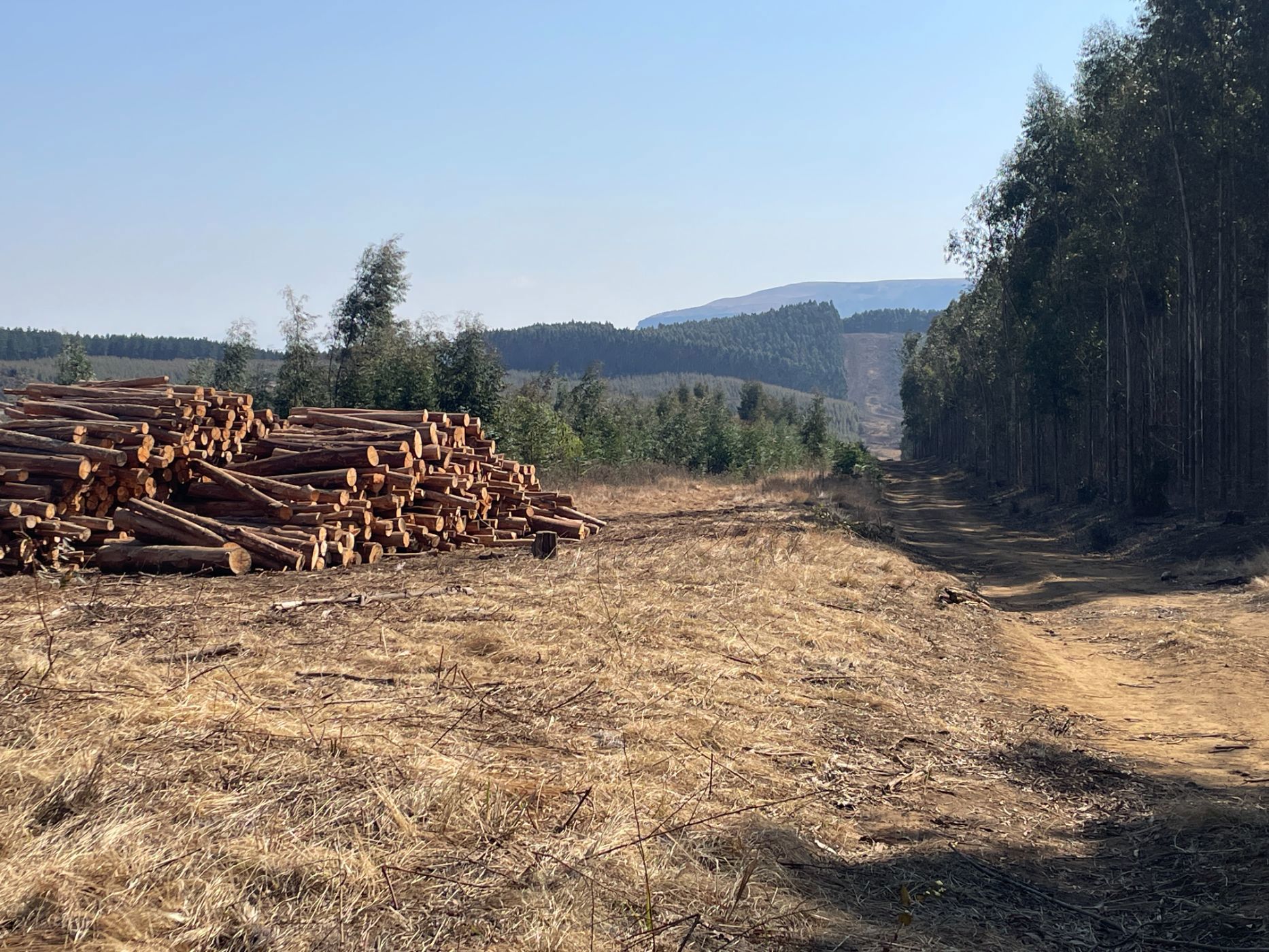 Plantation for sale in Bulwer, KwaZulu-Natal - 1UB1711752