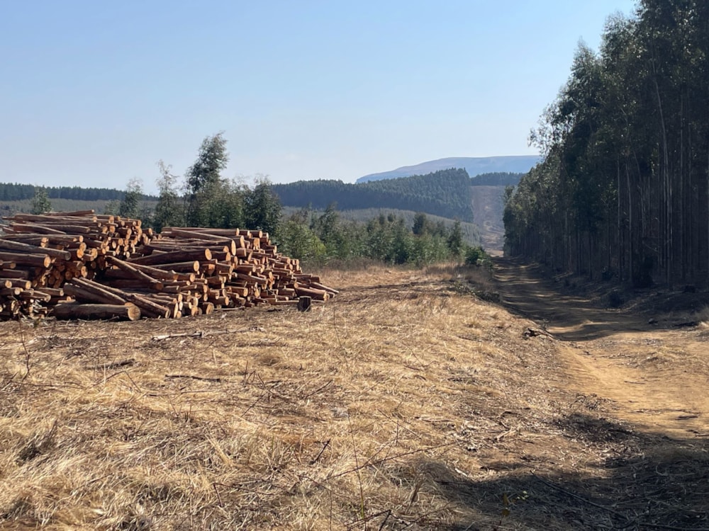 Plantation for sale in Bulwer, KwaZulu-Natal - 1UB1711752 Plantation for sale in Bulwer, KwaZulu-Natal - 1UB1711752