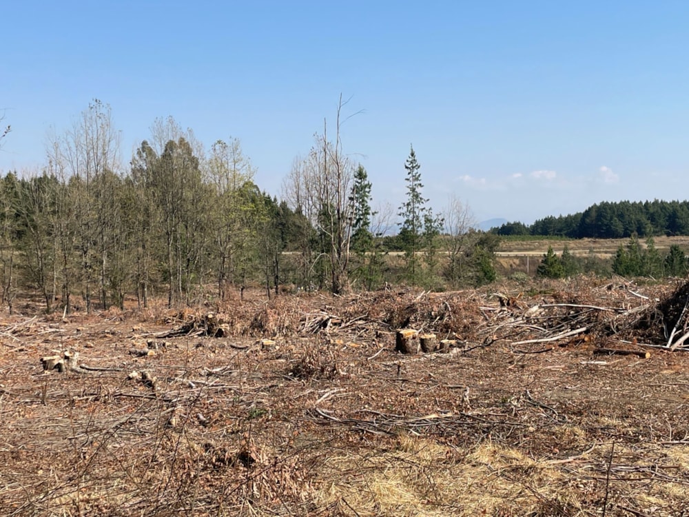 Plantation for sale in Bulwer, KwaZulu-Natal - 1UB1711752