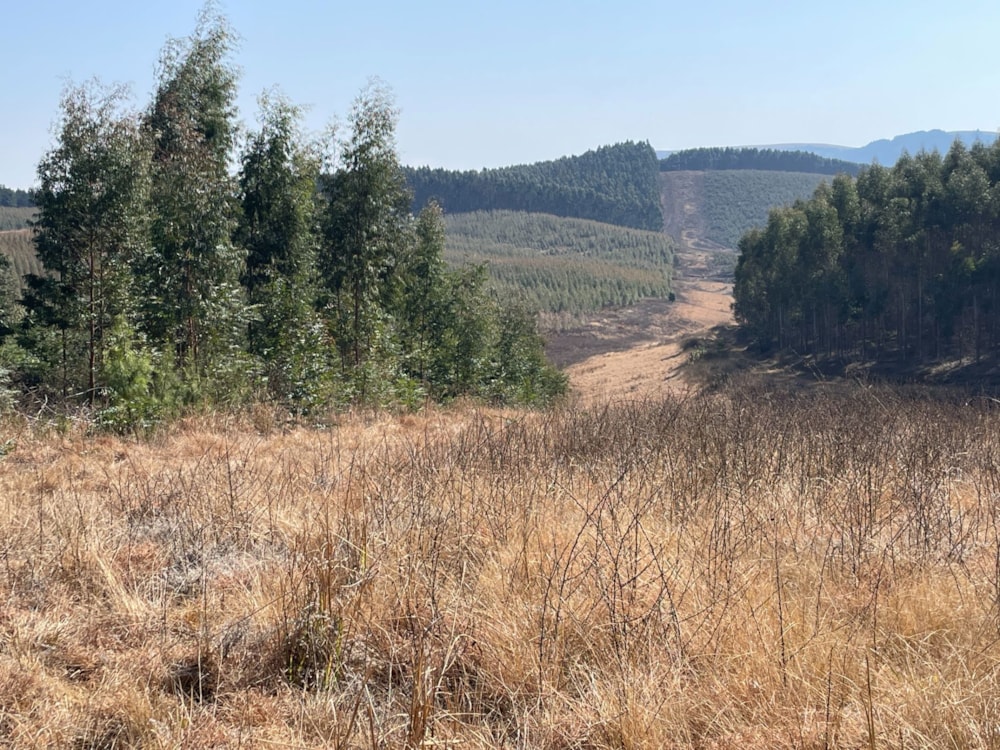 Plantation for sale in Bulwer, KwaZulu-Natal - 1UB1711752 Plantation for sale in Bulwer, KwaZulu-Natal - 1UB1711752