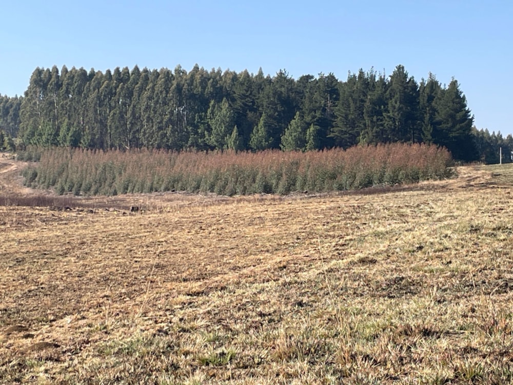 Plantation for sale in Bulwer, KwaZulu-Natal - 1UB1711752 Plantation for sale in Bulwer, KwaZulu-Natal - 1UB1711752