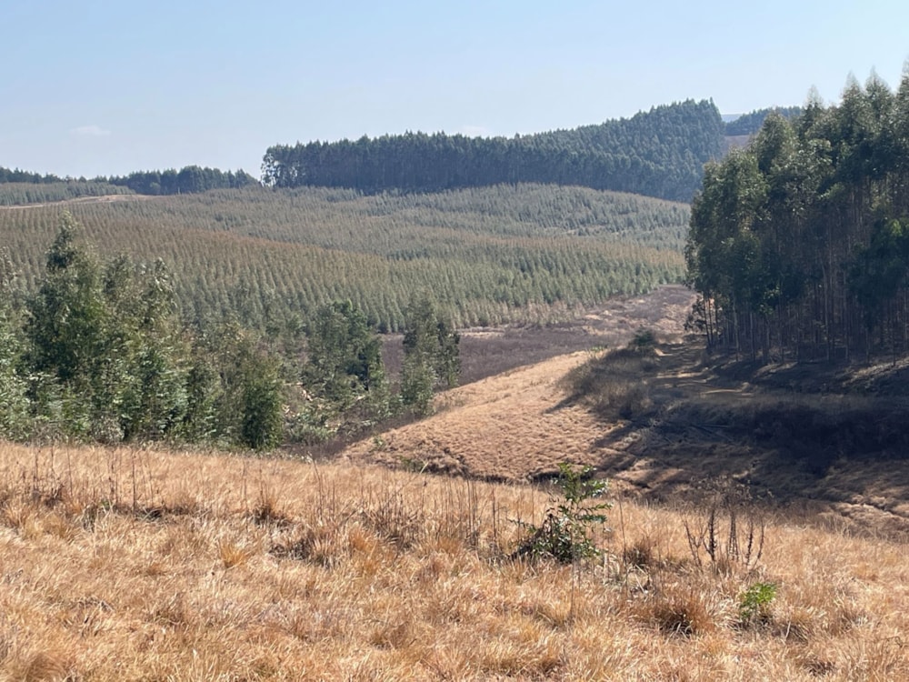 Plantation for sale in Bulwer, KwaZulu-Natal - 1UB1711752