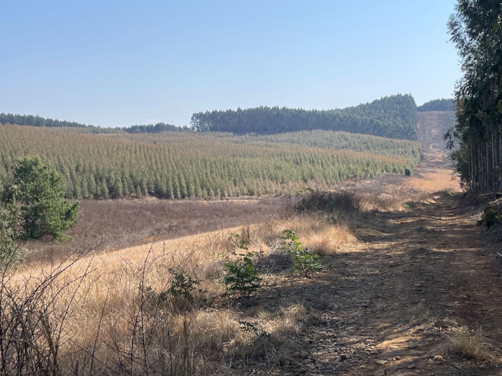 Plantation for sale in Bulwer, KwaZulu-Natal - 1UB1711752 Plantation for sale in Bulwer, KwaZulu-Natal - 1UB1711752