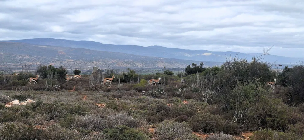 Smallholding sold in Oudtshoorn Rural - 1OU1704426 Smallholding sold in Oudtshoorn Rural - 1OU1704426